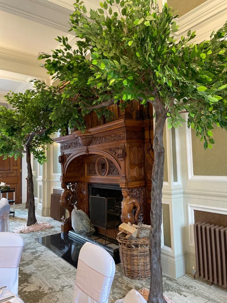 Ficus canopy ceremony